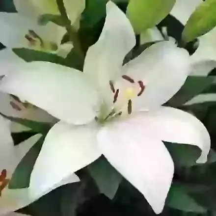 Bright Diamond